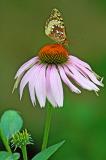 butterfly on cone flower3.jpg