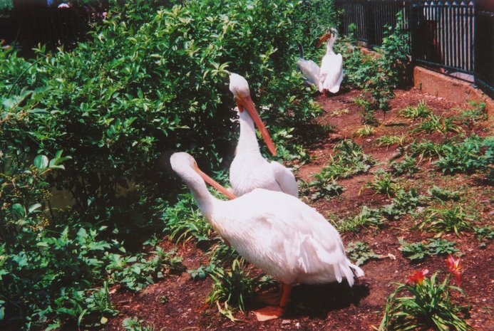pelicans1.JPG