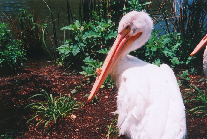 pelicans3.JPG