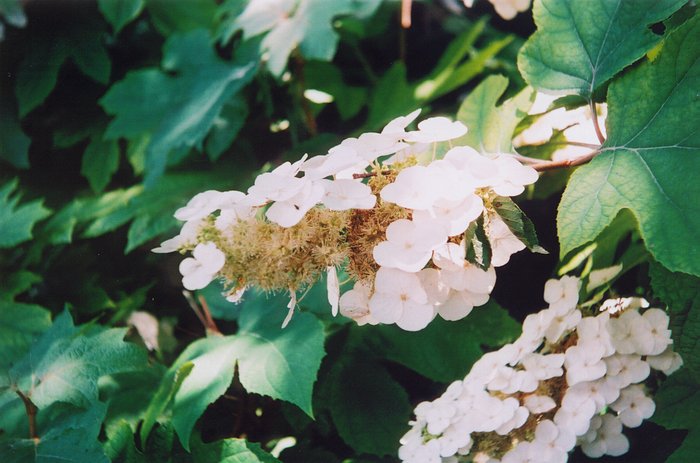 clusters.JPG