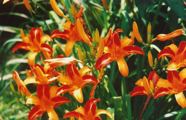 TigerLilies1.JPG