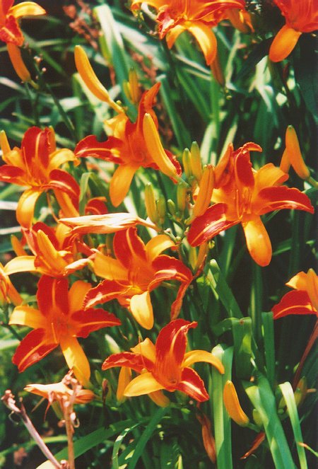 TigerLilies2.JPG