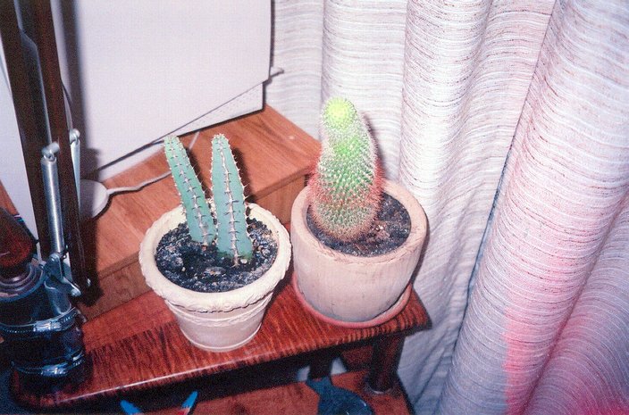 cacti.JPG