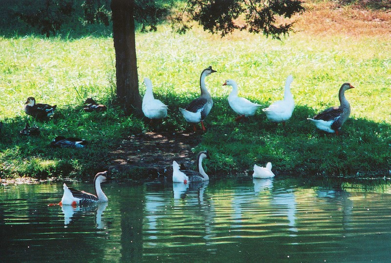 gaggle1.JPG
