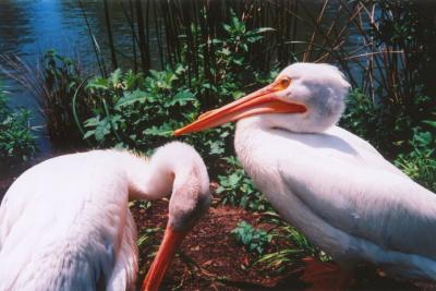 pelicans2.JPG