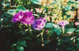 morningglories1.JPG