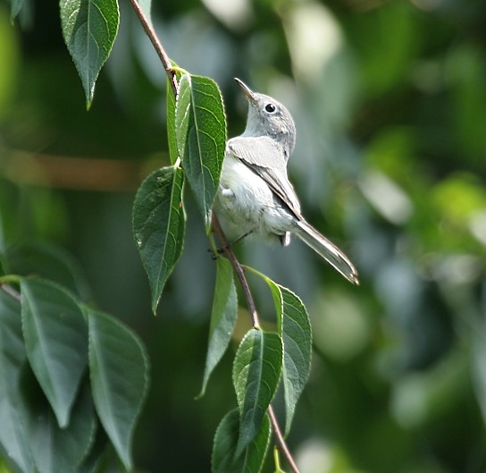 Blue-gray Gnatcatcher