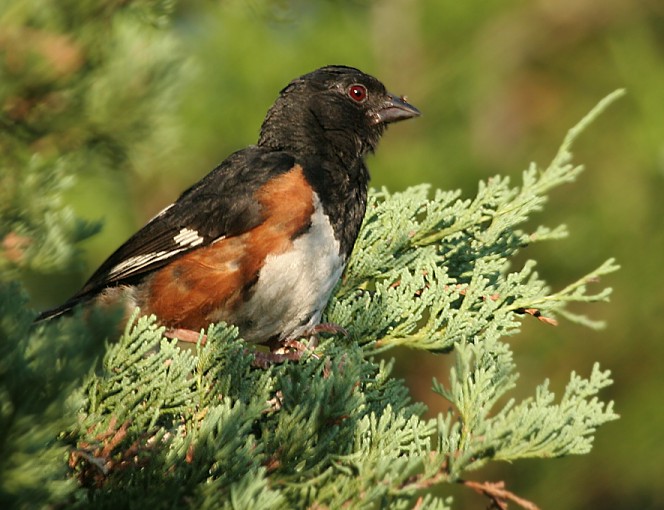 Eastern Towhee