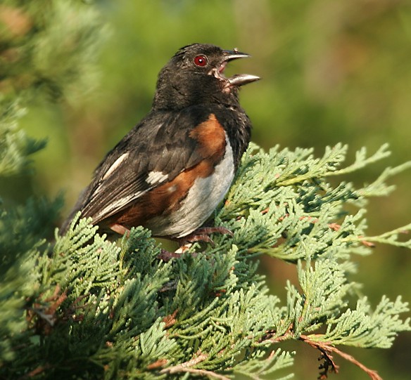 Eastern Towhee