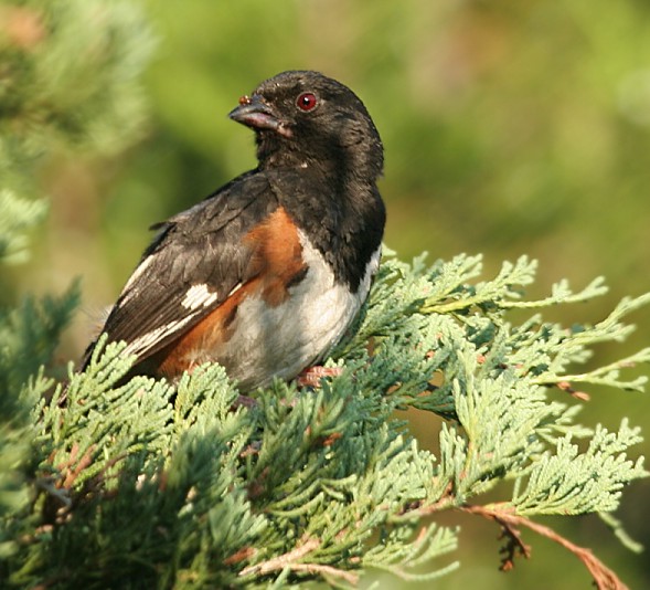 Eastern Towhee