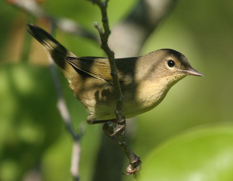 Common Yellowthroat