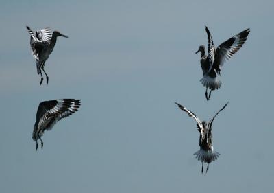 Willets aggressive display.