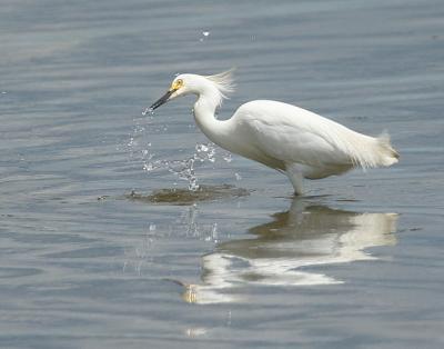 Snowy Egret
