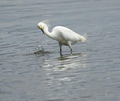 Snowy Egret