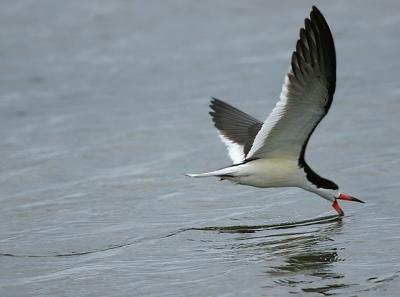 Black Skimmer