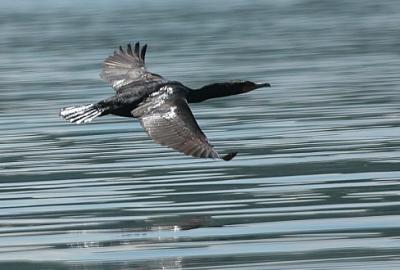 Double-crested Cormorant