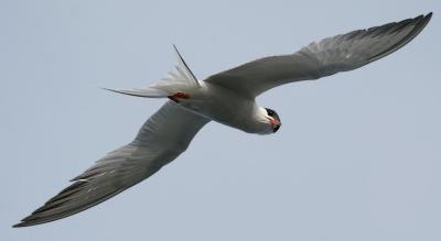 Common Tern