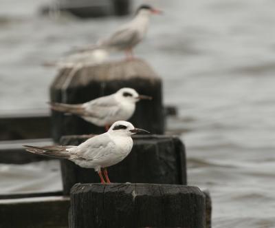 Juvenile Forsters Tern.