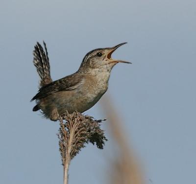 Marsh Wren