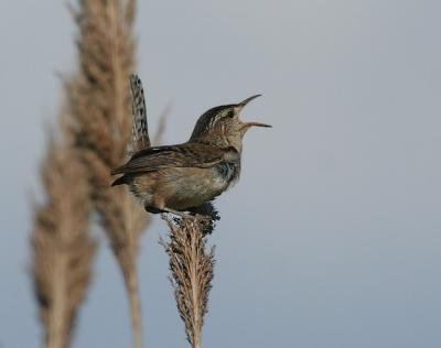 Marsh Wren