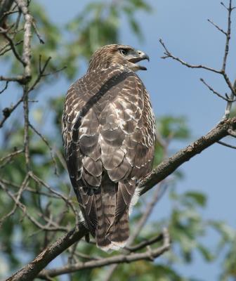 Juvenaile Red-tailed Hawk 