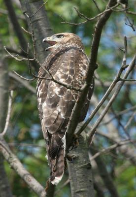 Red_tailed Hawk-Juv.