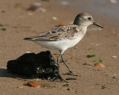Least Sandpiper