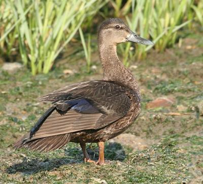American Black Duck