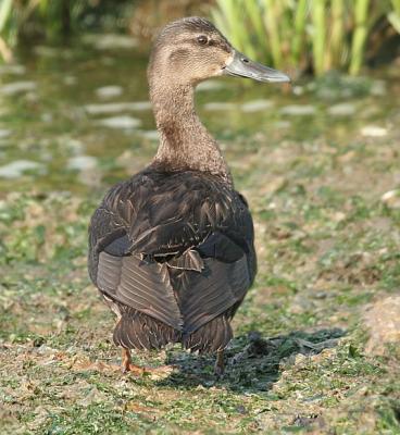 American Black Duck