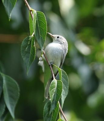 Blue-gray Gnatcatcher