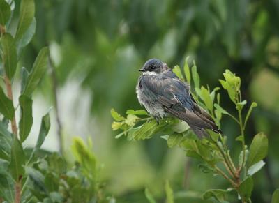 Molting Tree Swallow