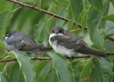 Junvenile Tree Swallow