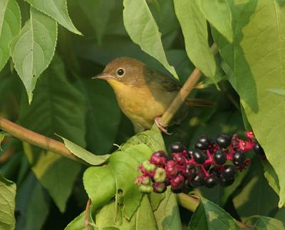 Common Yellowthroat