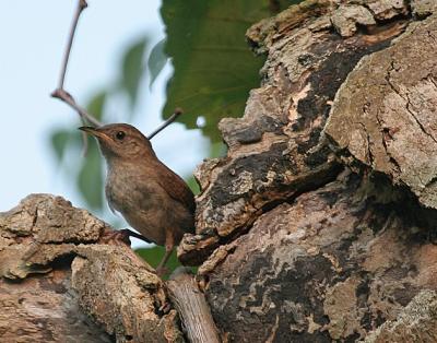 House Wren