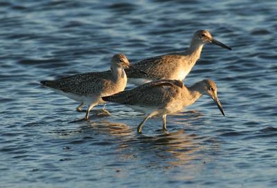 Willet in August