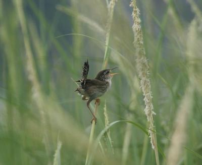 Marsh Wren