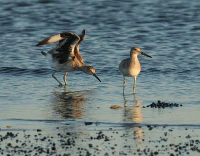 Willets