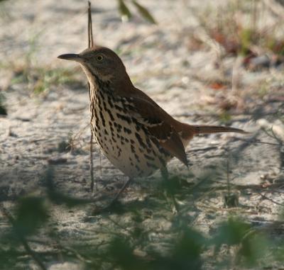 Brown Thrasher