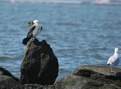 great_cormorant_