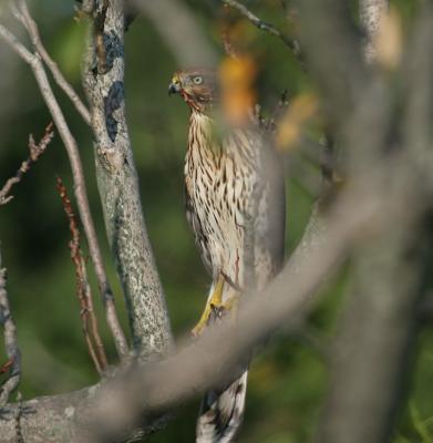 Cooper's Hawk