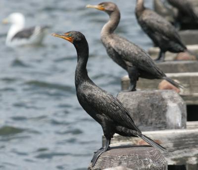 Double-crested Cormorant