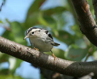Black-and-white Warbler