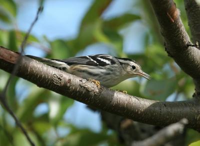 Blavk-and-white Warbler
