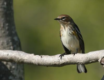 Yellow-rumped Warbler @