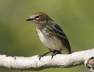 Yellow-rumped Warbler
