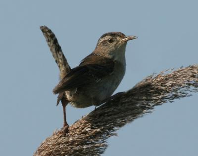 Marssh Wren