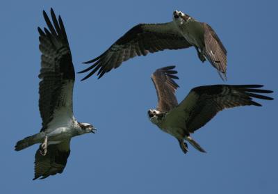 Osprey