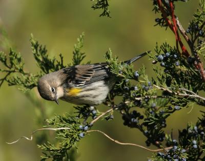 Yellow-rumped Warbler