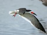 Black Skimmer