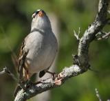 White-crowned Sparrow